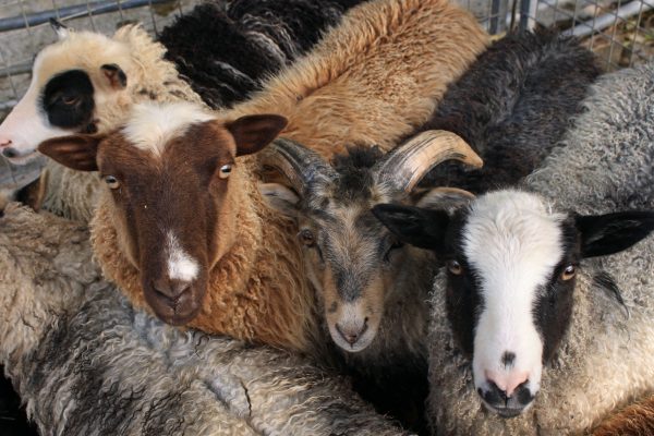 Natural Coloured Sheep - ORIGIN - Dansk Wilton - Luxury Carpets